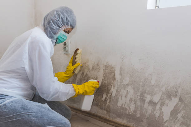 Best Basement Mold Remediation in Cobden, IL