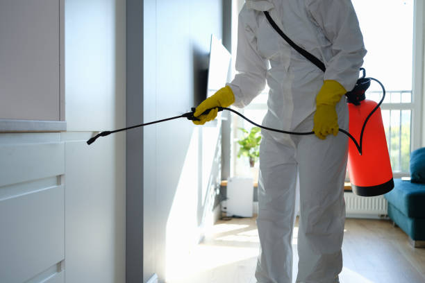 Best DIY Mold Remediation Support Services in Cobden, IL