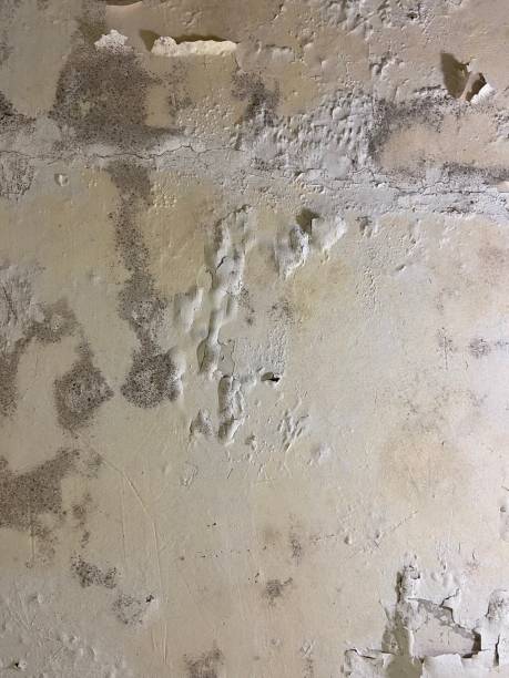 Best Kitchen Mold Remediation in Cobden, IL