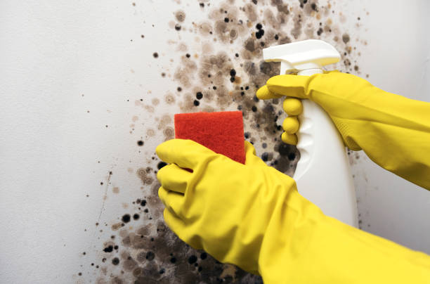 Best Bathroom Mold Remediation in Cobden, IL