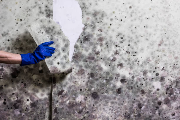 Best Residential Mold Remediation in Cobden, IL